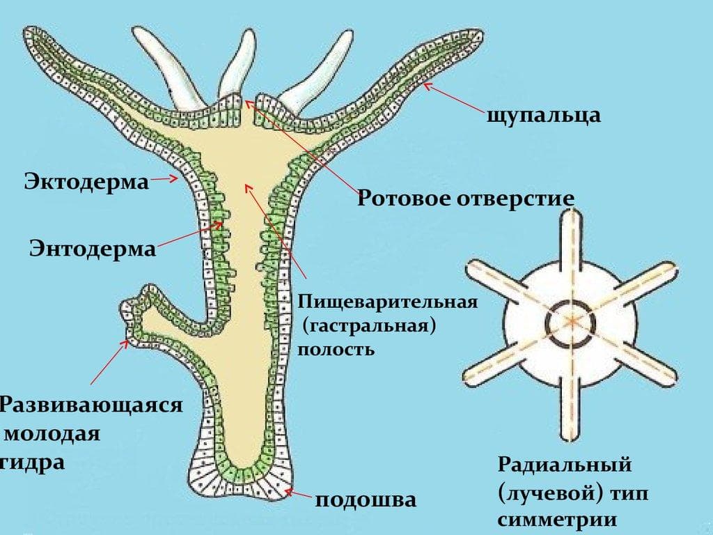 Наркоплощадки кракен